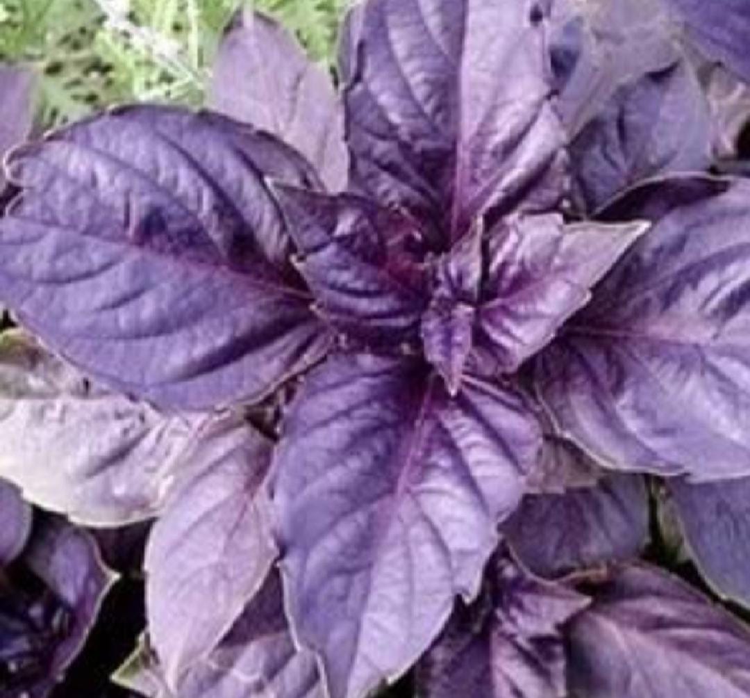 BASILICO VIOLA 200 gr ABC App